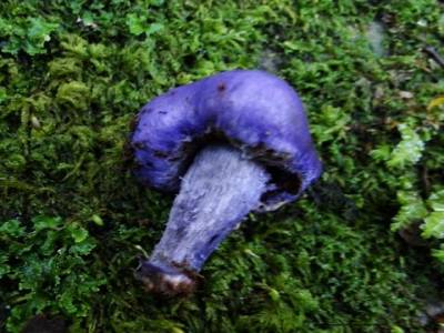 Champignon. Agarricus, Qu'est ce donc que ce joli champignon ?