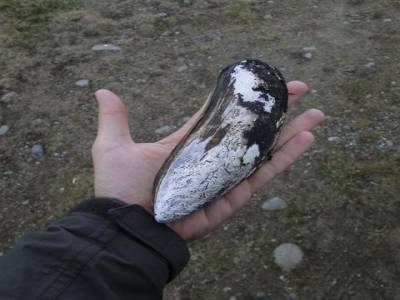 Beau specimen