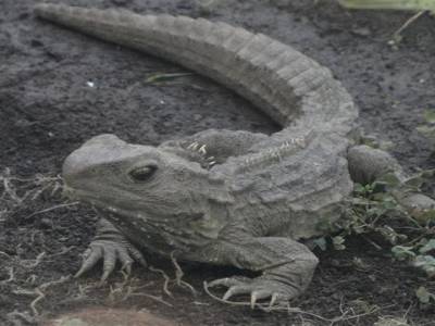 Le tuatara, fossile vivant comme ils l'appellent