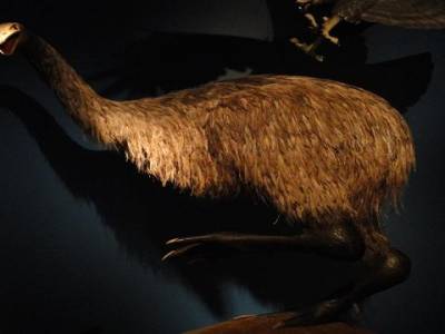 Le Moa, cousin du Kiwi, decime par les Maoris pour sa viande