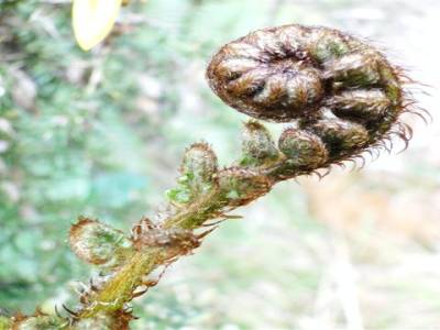 Silver Fern en pleine croissance