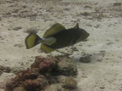 Croisière plongée et snorkeling 2 jours îles Similan