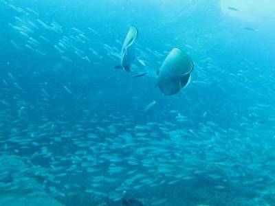 Croisière plongée et snorkeling 2 jours îles Similan