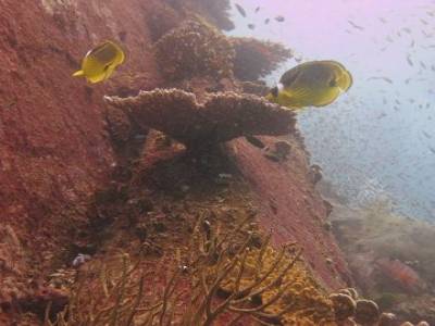 Croisière plongée et snorkeling 2 jours îles Similan