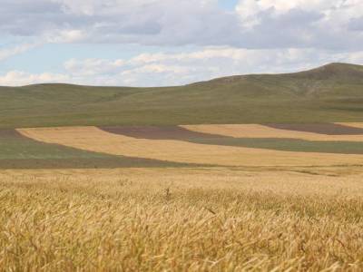 Étrange paysage strié. La région est le grenier à blé du pays.