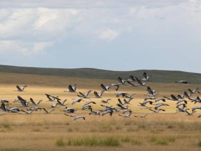 Navigation difficile au début. Grande plaine avec des milliers d'élégants oiseaux gris ... pas bon signe ...