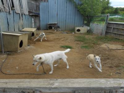 Les chiens de traineaux