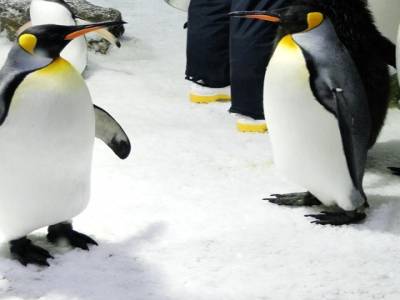 Les jolis pingouins