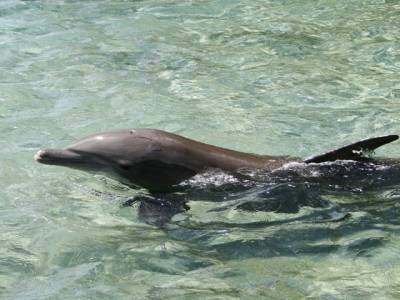Un dauphin