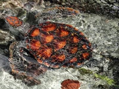 Tortue rescapee dans un hopital pour tortues, Moorea