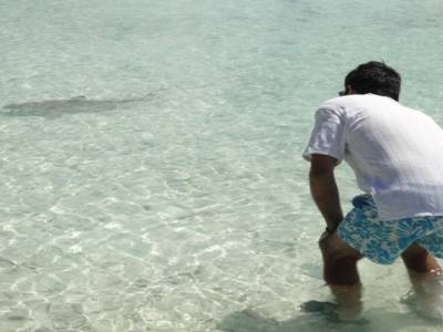 Tonton et un requin a pointe noire