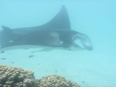 Une raie manta avec qui on a nage