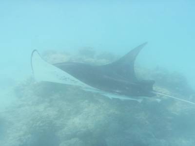 Raie manta