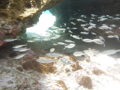 Banc de poissons
