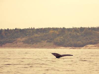 La baleine à bosse