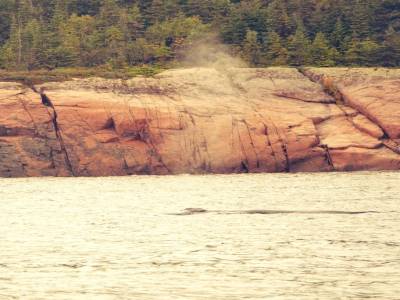 Baleine