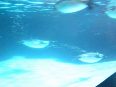 Aquarium de Melbourne