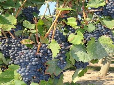 Vignoble Rancourt