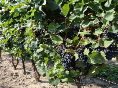 Vignoble Rancourt