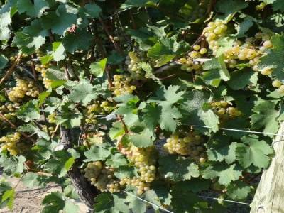 Vignoble Rancourt