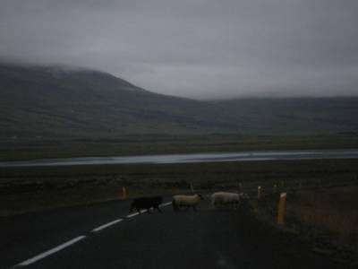 Attention aux moutons!
