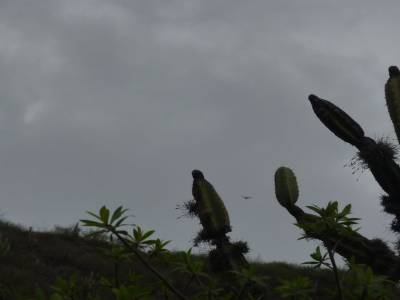 Condor