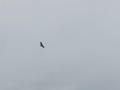 Condor 