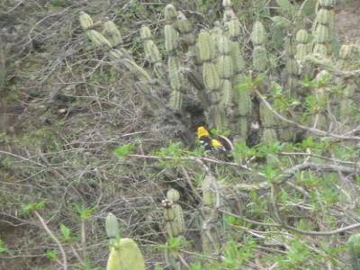 Oiseau Lavelanetien ( jaune et noir )