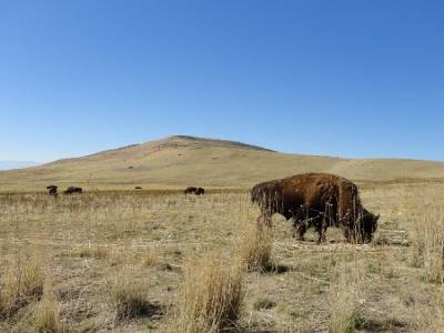 Antelope Island