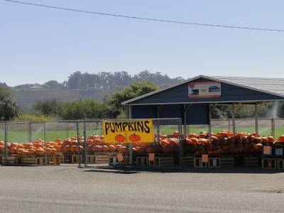 Bientôt Halloween et les citrouilles se vendent par cageots entiers