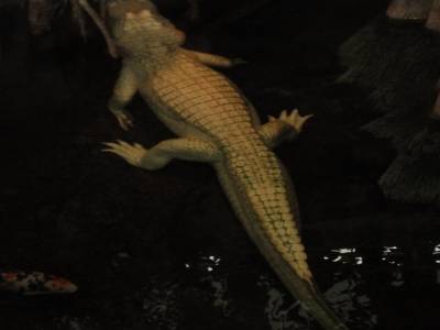 Un croco albinos