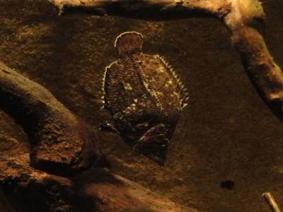 un poisson feuille, suspendu dans l eau, la tete en bas