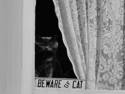 Attention au chat!