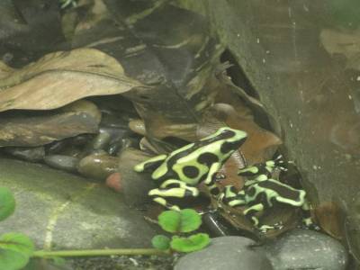 Une petite grenouille verte