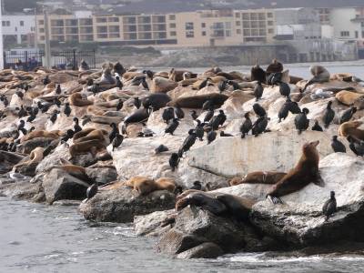 Bon, ben oui, encore des otaries. C est vraiment impressionnant
