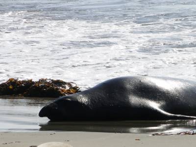 Un éléphant de mer, regardez ce nez