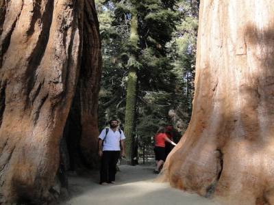 Tout petit face a l immensité de ces arbres