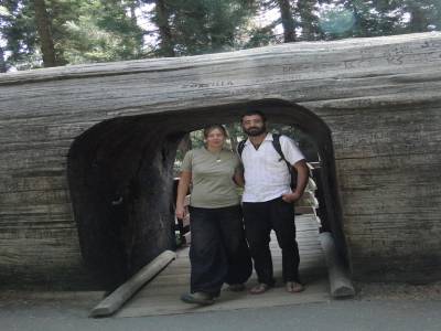 un tunnel creuse dans un tronc de séquoia. Ca donne une idée de la taille