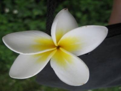 jasmin