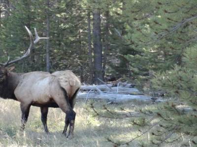 Pour nos amateurs de chasse