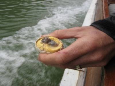 un petit jaune