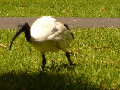 Ibis