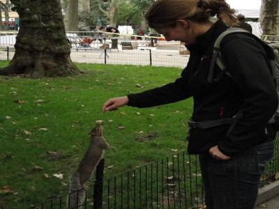 Encore un cliche: tous ces ecureuils qui peuplent les parcs de NY en attendant que les gens les nourrissent