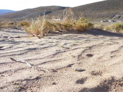 le désert de sable de l'alti plano