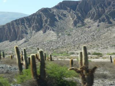 cactus candélabre