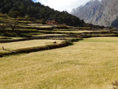 Tour du Manaslu