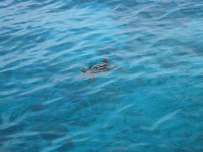 Des tortues comme si l'en pleuvait