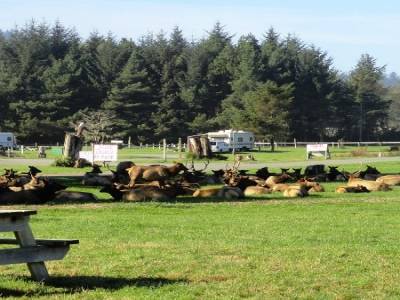 Troupeau d'élans dans un camping