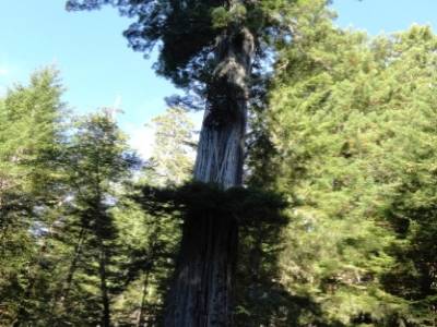 Redwood National Park