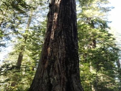 Redwood National Park